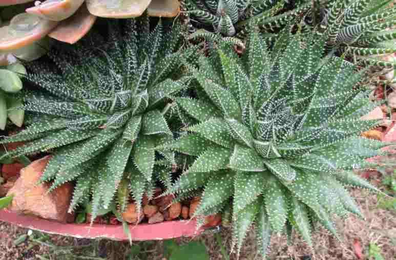 LACE ALOE - Aristaloe aristata   ( succulents )