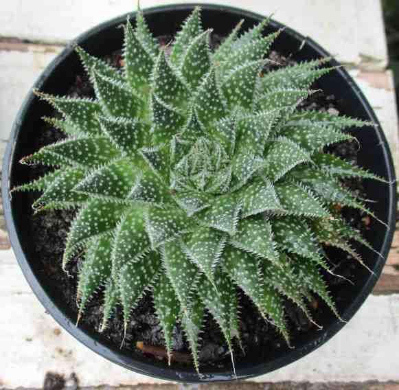 LACE ALOE - Aristaloe aristata   ( succulents )