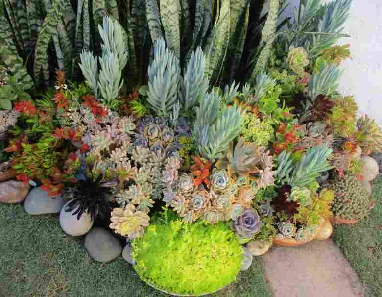 BLUE CHALK STICKS SUCCULENTS  - TRAY WITH SIX ROOTED PLANTS - SUCCULENT