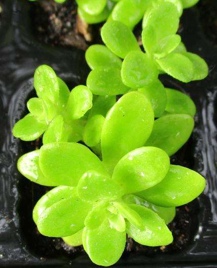 MEXICAN SEDUM SUCCULENTS , TRAY WITH 6 PLANTS