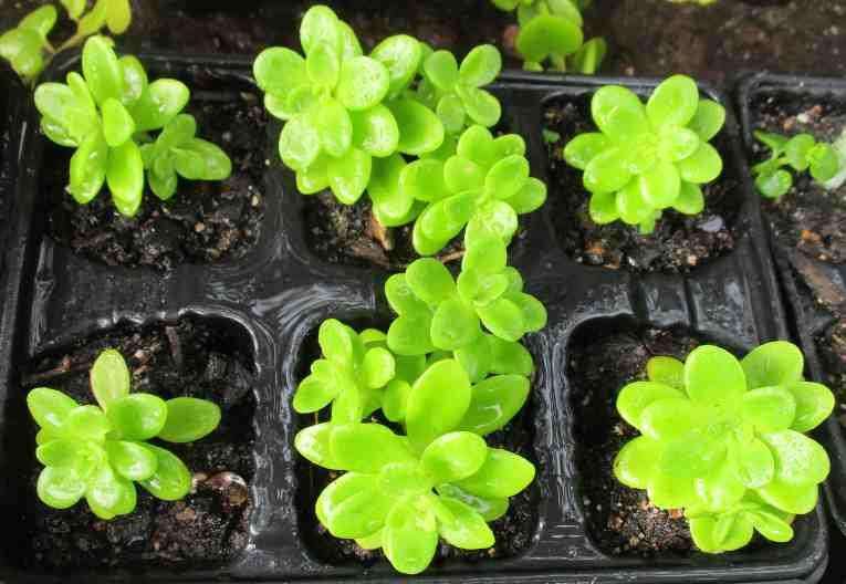 MEXICAN SEDUM SUCCULENTS , TRAY WITH 6 PLANTS