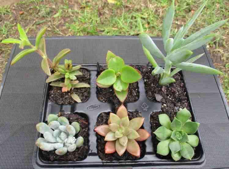 SUCCULENTS, MIXED TRAY WITH 6 ROOTED PLANTS