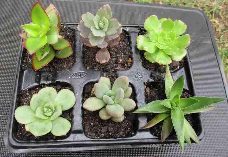 SUCCULENTS, MIXED TRAY WITH 6 ROOTED PLANTS
