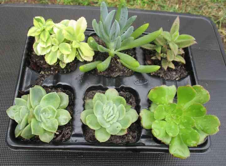 SUCCULENTS, MIXED TRAY WITH 6 ROOTED PLANTS