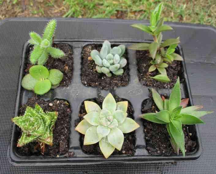 SUCCULENTS, MIXED TRAY WITH 6 ROOTED PLANTS