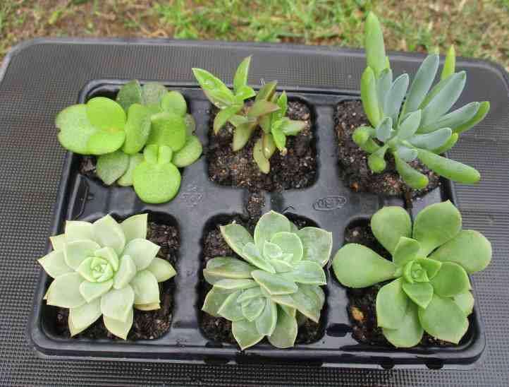 SUCCULENTS, MIXED TRAY WITH 6 ROOTED PLANTS