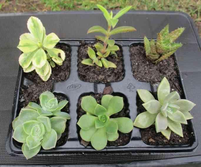 SUCCULENTS, MIXED TRAY WITH 6 ROOTED PLANTS