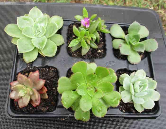 SUCCULENTS, MIXED TRAY WITH 6 ROOTED PLANTS