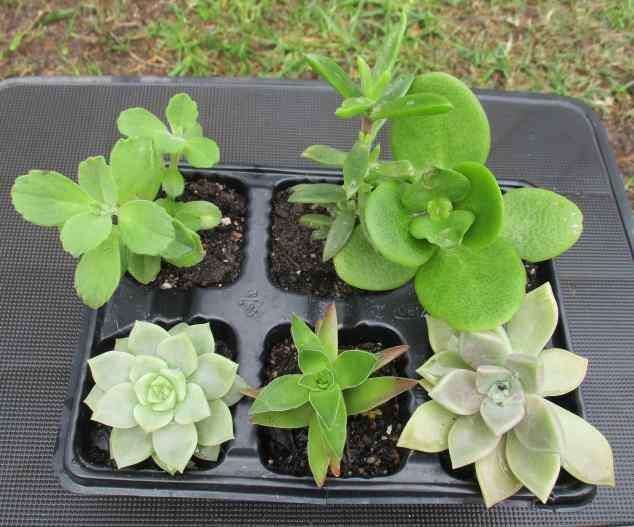 SUCCULENTS, MIXED TRAY WITH 6 ROOTED PLANTS