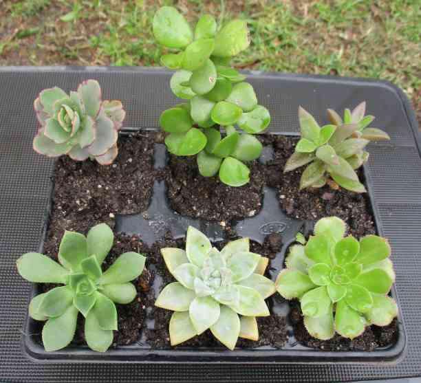 SUCCULENTS, MIXED TRAY WITH 6 ROOTED PLANTS