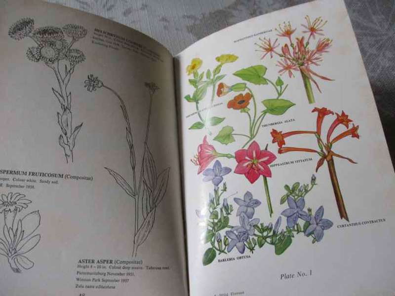 THE WILD FLOWERS OF SOUTHERN AFRICA - NATAL - A RAMBLER'S POCKET GUIDE - Dr WINIFRED G WRIGHT