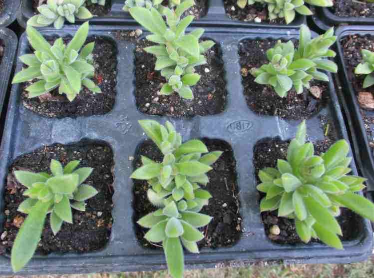 DELOSPERMA SUCCULENTS - PEACH FLOWERS - TRAY WITH SIX ROOTED PLANTS ( succulent plants )