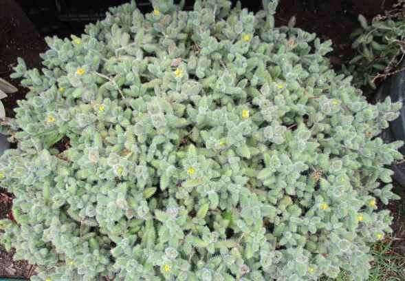 PICKLE SUCCULENT PLANT - DELOSPERMA ECHINATUM  ( succulents )