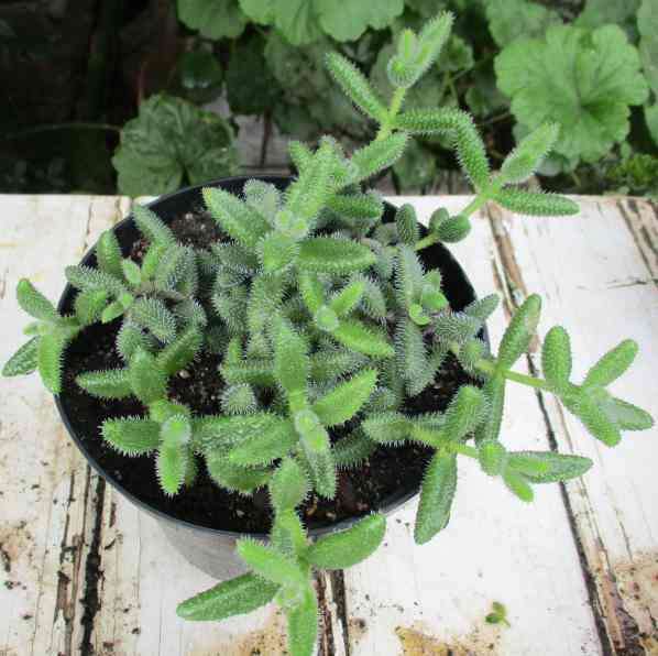 PICKLE SUCCULENT PLANT - DELOSPERMA ECHINATUM  ( succulents )