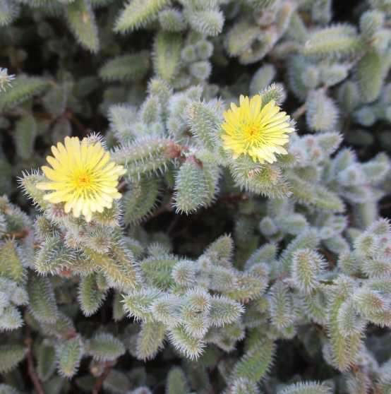 PICKLE SUCCULENT PLANT - DELOSPERMA ECHINATUM  ( succulents )