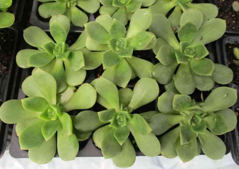 AEONIUM PINWHEEL SUCCULENTS - TRAY OF SIX