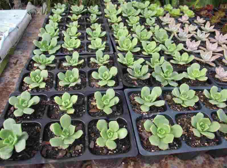 AEONIUM PINWHEEL SUCCULENTS - TRAY OF SIX