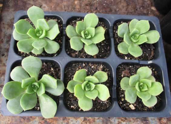 AEONIUM PINWHEEL SUCCULENTS - TRAY OF SIX