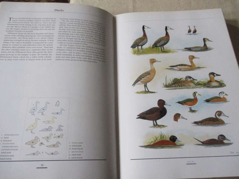 BIRDS OF SOUTHERN AFRICA - THE SASOL PLATES COLLECTION - PETER HAYMAN & NORMA ARLOTT
