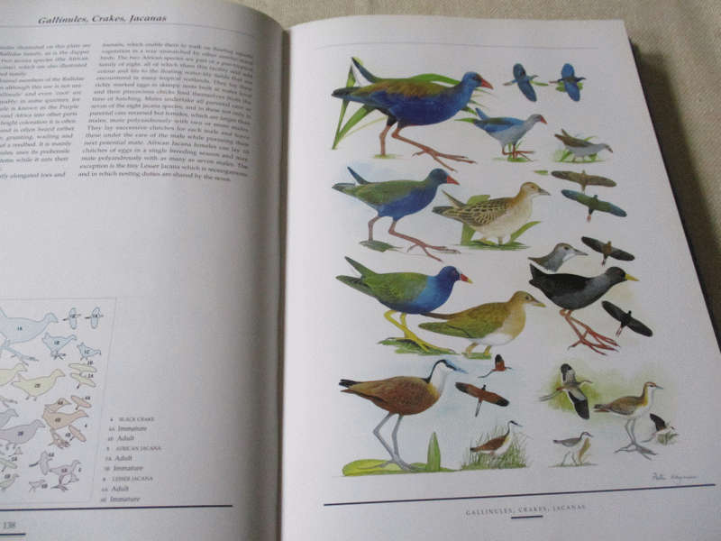 BIRDS OF SOUTHERN AFRICA - THE SASOL PLATES COLLECTION - PETER HAYMAN & NORMA ARLOTT
