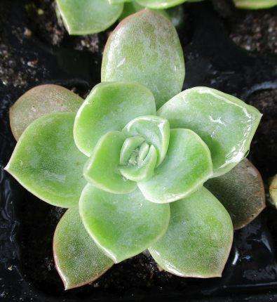 ROCK ROSES SUCCULENTS, TRAY WITH 6 PLANTS