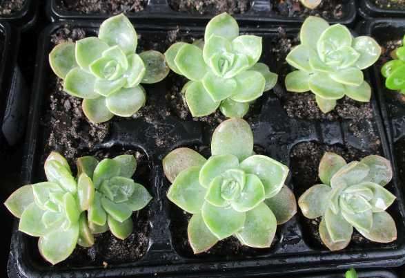 ROCK ROSES SUCCULENTS, TRAY WITH 6 PLANTS