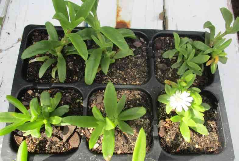 DELOSPERMA SUCCULENTS - WHITE FLOWERING -  TRAY OF SIX
