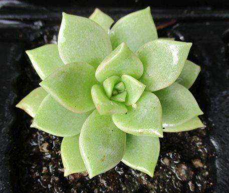 ECHEVERIA SUCCULENTS, TRAY WITH 6 PLANTS