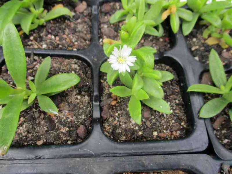 DELOSPERMA SUCCULENTS - WHITE FLOWERING -  TRAY OF SIX