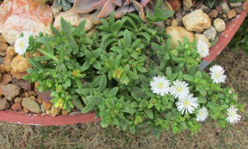 DELOSPERMA SUCCULENTS - WHITE FLOWERING -  TRAY OF SIX