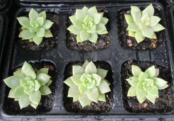 ECHEVERIA SUCCULENTS, TRAY WITH 6 PLANTS