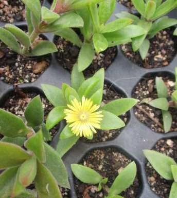 DELOSPERMA SUCCULENT - YELLOW FLOWERS - TRAY WITH SIX ROOTED PLANTS ( succulents  )