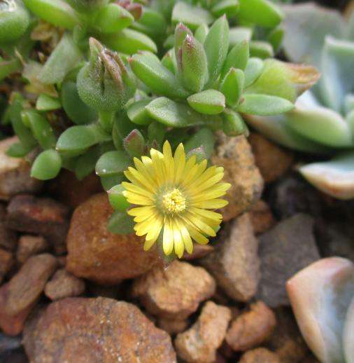DELOSPERMA SUCCULENT - YELLOW FLOWERS - TRAY WITH SIX ROOTED PLANTS ( succulents  )