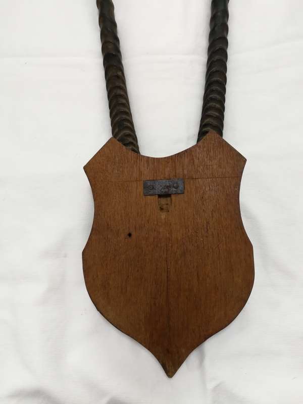 Gemsbok/ Oryx Vintage Large Horns with head plate. Stunning Piece