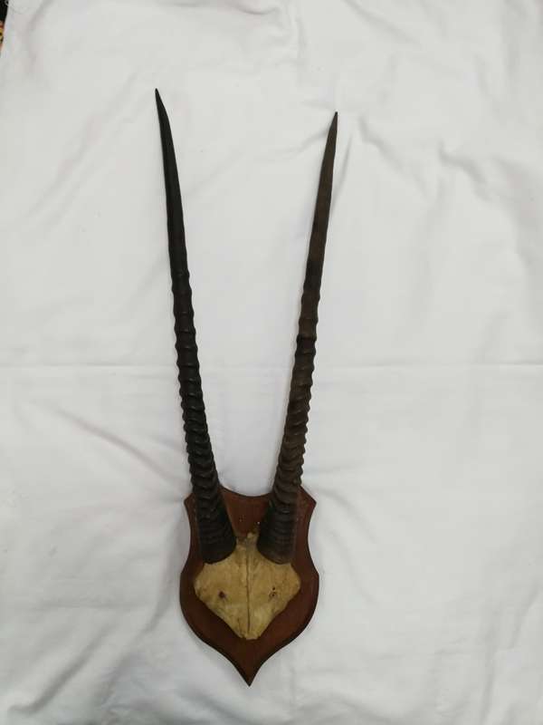 Gemsbok/ Oryx Vintage Large Horns with head plate. Stunning Piece