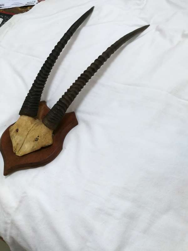 Gemsbok/ Oryx Vintage Large Horns with head plate. Stunning Piece