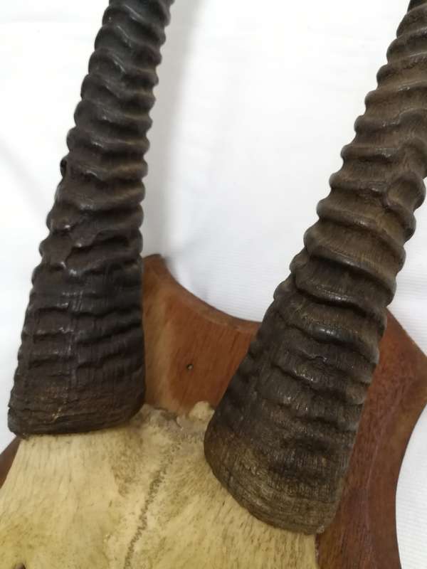 Gemsbok/ Oryx Vintage Large Horns with head plate. Stunning Piece