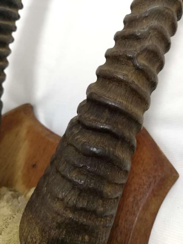 Gemsbok/ Oryx Vintage Large Horns with head plate. Stunning Piece