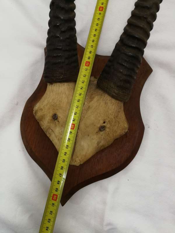 Gemsbok/ Oryx Vintage Large Horns with head plate. Stunning Piece