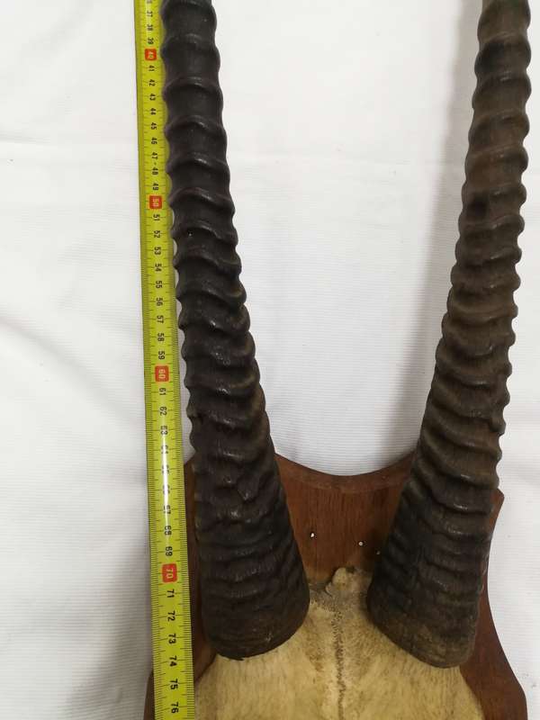 Gemsbok/ Oryx Vintage Large Horns with head plate. Stunning Piece