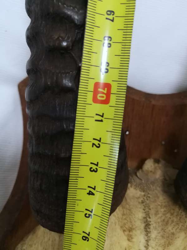 Gemsbok/ Oryx Vintage Large Horns with head plate. Stunning Piece
