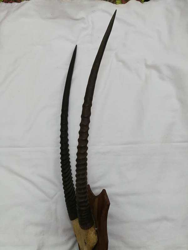 Gemsbok/ Oryx Vintage Large Horns with head plate. Stunning Piece