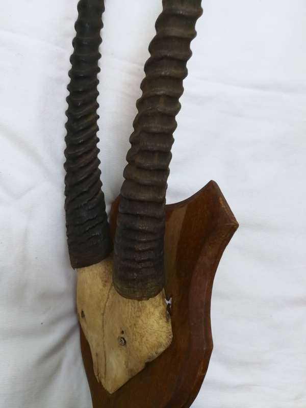 Gemsbok/ Oryx Vintage Large Horns with head plate. Stunning Piece