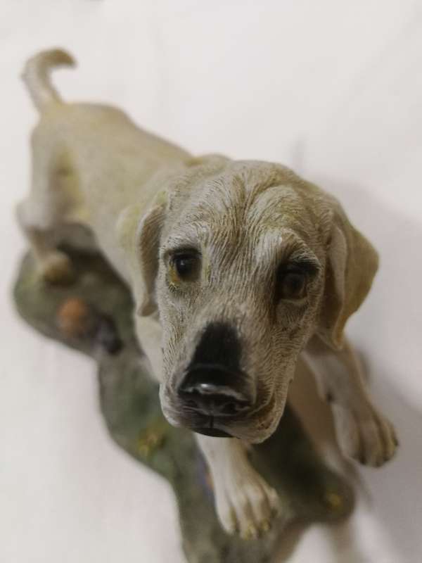 Golden Labrador Playing with Football by Chelsey Giftware