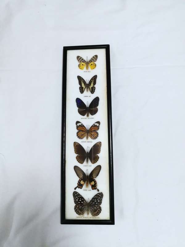 Vintage Butterfly Collection Real Framed Butterflies Taxidermy Display- Thailand