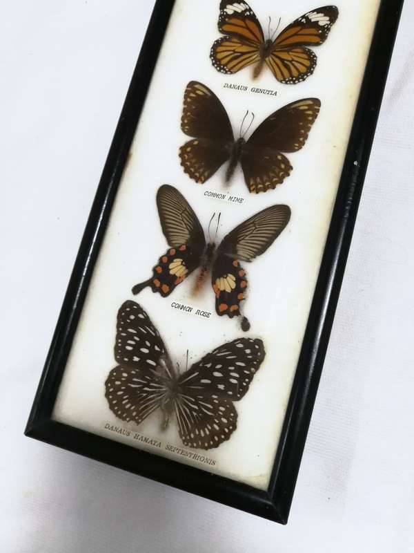 Vintage Butterfly Collection Real Framed Butterflies Taxidermy Display- Thailand