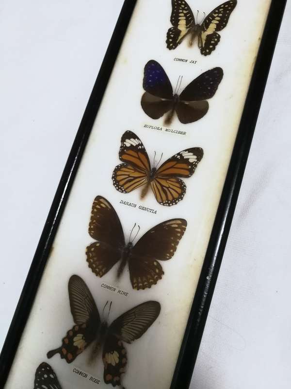 Vintage Butterfly Collection Real Framed Butterflies Taxidermy Display- Thailand