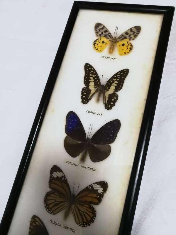 Vintage Butterfly Collection Real Framed Butterflies Taxidermy Display- Thailand