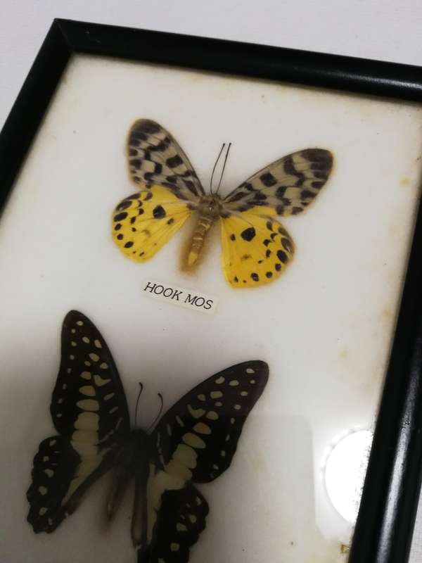 Vintage Butterfly Collection Real Framed Butterflies Taxidermy Display- Thailand