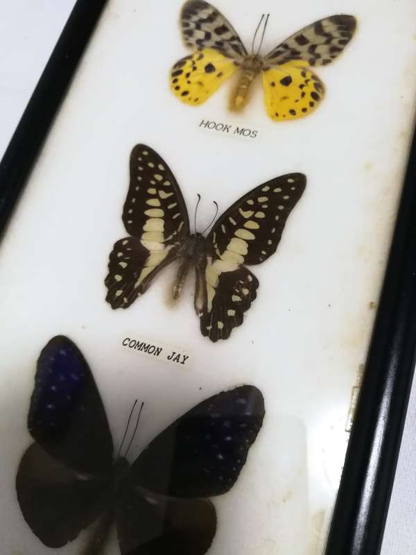 Vintage Butterfly Collection Real Framed Butterflies Taxidermy Display- Thailand